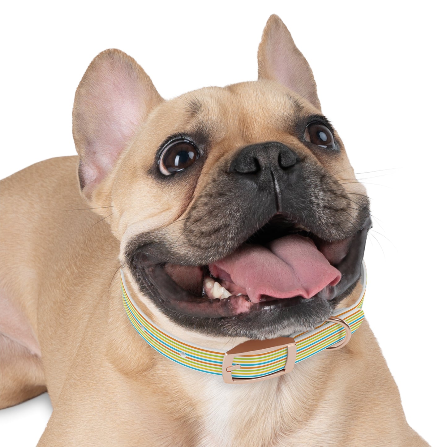 Dog Collar - Rainbow Stripe Happy Pet Accessory