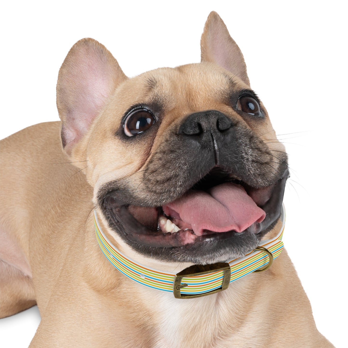 Dog Collar - Rainbow Stripe Happy Pet Accessory