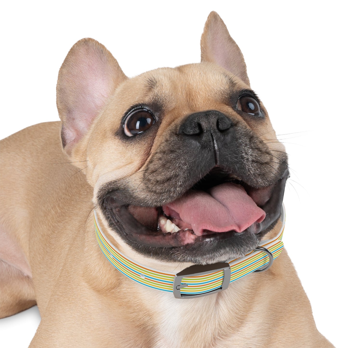 Dog Collar - Rainbow Stripe Happy Pet Accessory